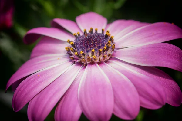 Margaretă Floare Completă — Fotografie, imagine de stoc