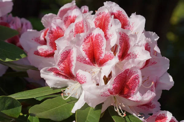 Rododendro Belami Araldo Della Primavera Fiore Dei Giardini — Foto Stock