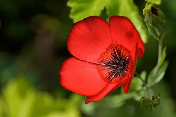 Bellissimi Fiori Sfondo Concetto Floreale — Foto Stock