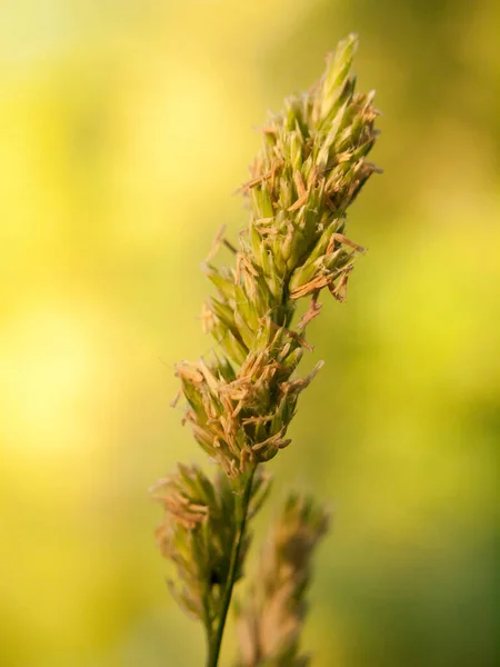 Beautiful Macro Close Wheat Flower Head — Stock Photo, Image