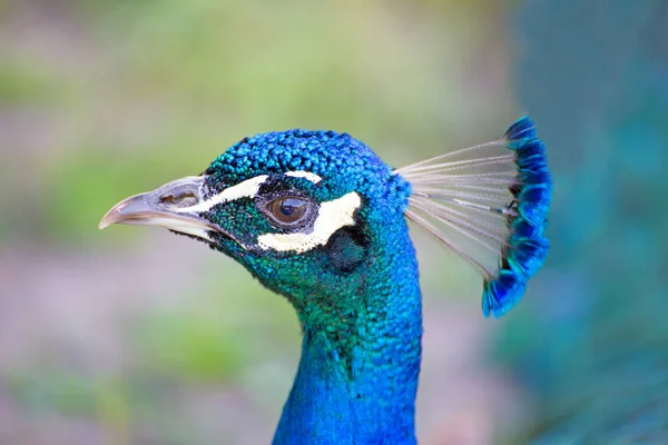 Vista Panorâmica Pássaro Pavão Vida Selvagem — Fotografia de Stock