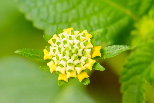 Fiori Sono Belli Rinfrescanti Sua Bella — Foto Stock