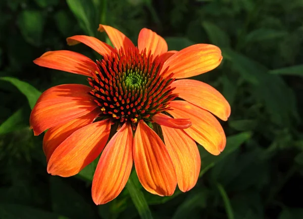 Κοινό Sunhat Echinacea Purpurea Tangerine Όνειρο — Φωτογραφία Αρχείου