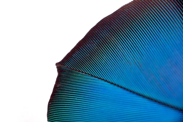 色彩斑斓的鹦鹉毛 — 图库照片