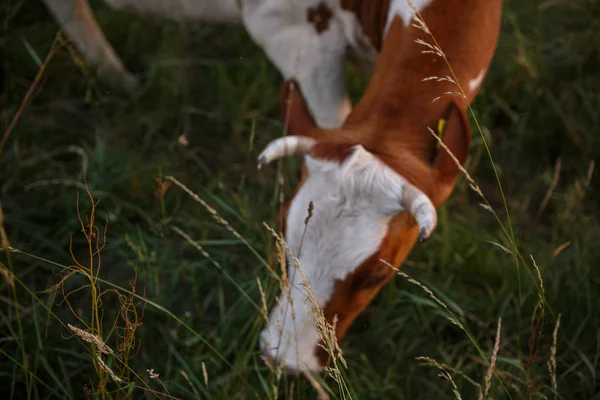 Kuh Sommer Auf Der Weide — Stockfoto