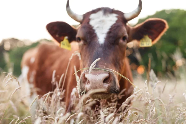 Корова Пастбище Летом — стоковое фото