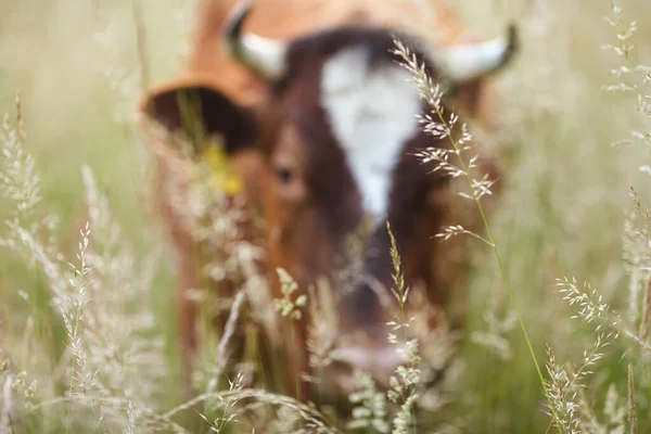 夏の牧草地で牛が — ストック写真