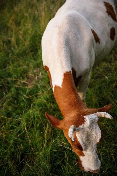 Cow Pasture Summer — Stock Photo, Image