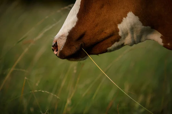 Cow Pasture Summer — Stock Photo, Image