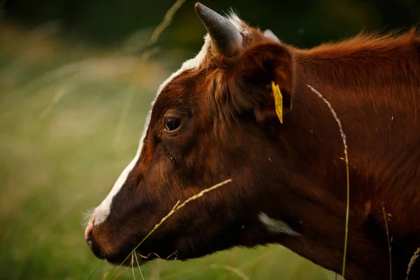Vache Pâturage Été — Photo
