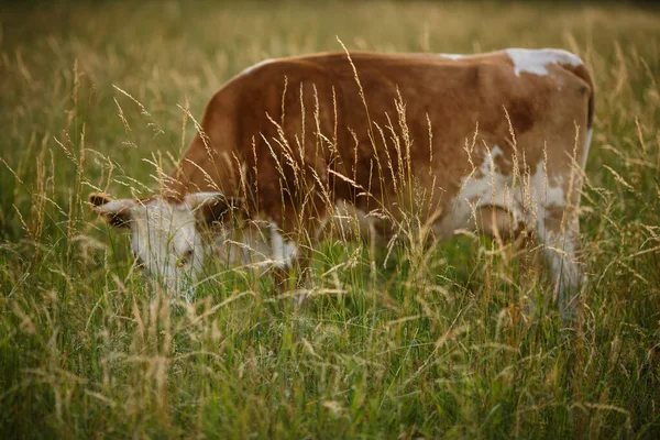 Корова Пастбище Летом — стоковое фото