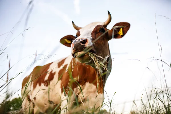 Cow Pasture Summer — Stock Photo, Image