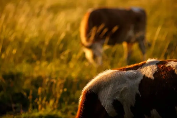 Cow Pasture Summer — Stock Photo, Image