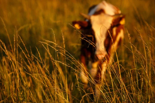 Cow Pasture Summer — Stock Photo, Image