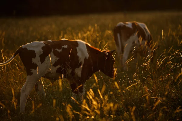 Cow Pasture Summer — Stock Photo, Image
