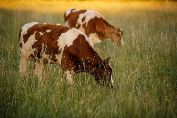 Kráva Pastvinách Létě — Stock fotografie