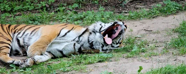 Tiger Yawns Meadow — Stock Photo, Image