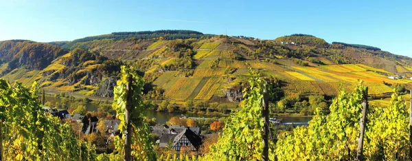 Wine Landscape Moselle Autumn Burg Reil Panorama — Stockfoto