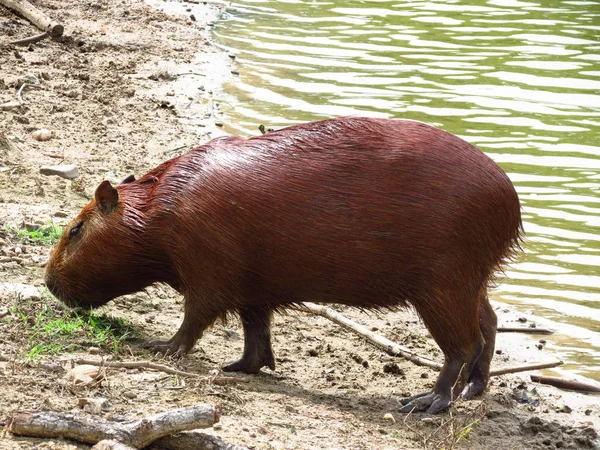 Pig Water — стоковое фото