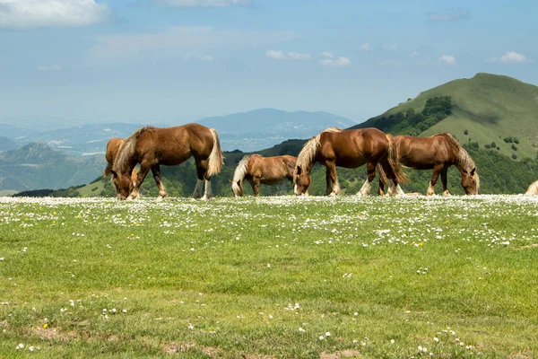野生棕色的马在寒武纪山上吃草 — 图库照片