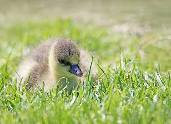 Puicuta Tanara Gâsca Anser Brachyrhynchus — Fotografie, imagine de stoc