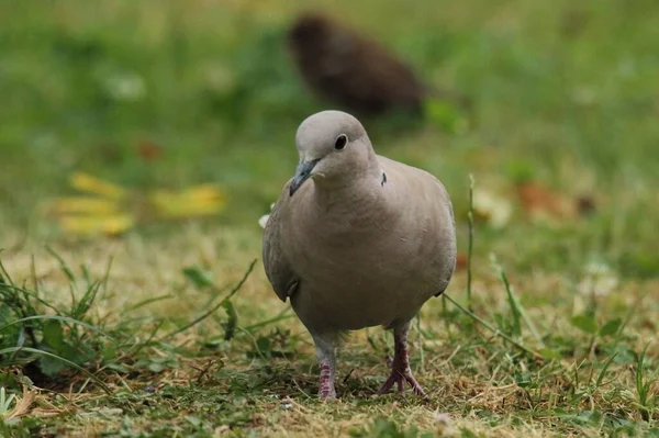 Euraziatische Kraag Duif Het Gras — Stockfoto