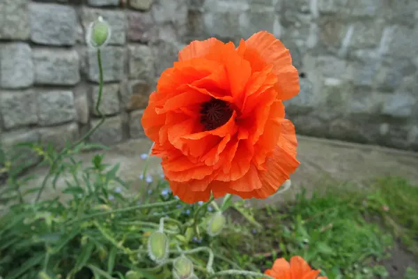 Närbild Vackra Vilda Vallmo Blommor — Stockfoto