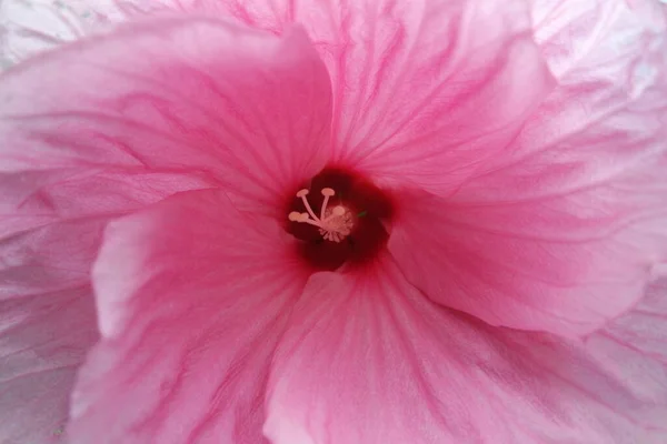 Гібіскус Квіти Пелюстки Флора Природа — стокове фото