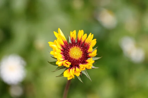 Daisy Full Bloom — Foto de Stock