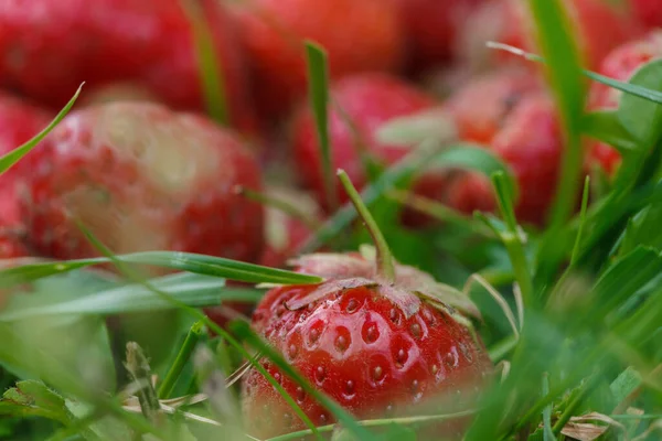 Ein Bündel Erdbeeren Und Waldbeeren Auf Natürlichem Hintergrund Aus Holz — Stockfoto