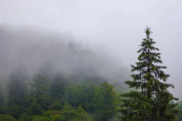 Fairytale weather in the misty green evergreen forrest