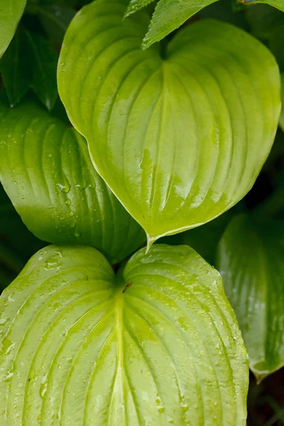 Vegetación Verde Exuberante Sensación Bienestar Inspiran Colores Hojas Plantas Naturaleza — Foto de Stock