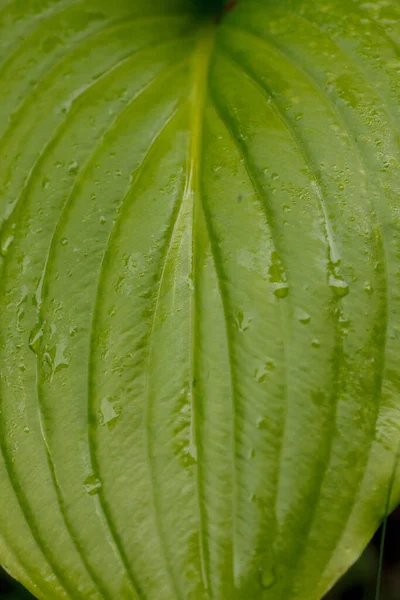 茂密的绿色植被 令人心旷神怡的色彩 野生的树叶和植物 — 图库照片