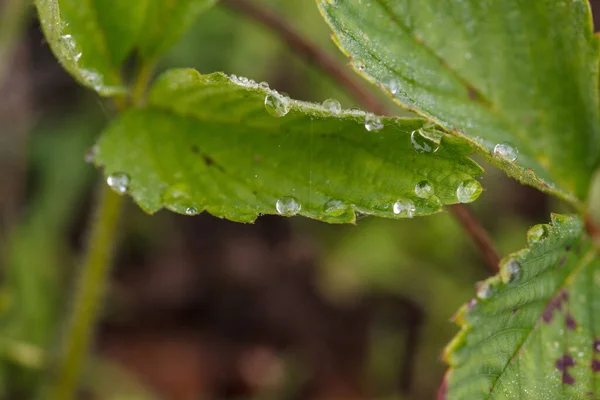 Vegetazione Verde Lussureggiante Benessere Che Ispira Colori Foglie Piante Nella — Foto Stock