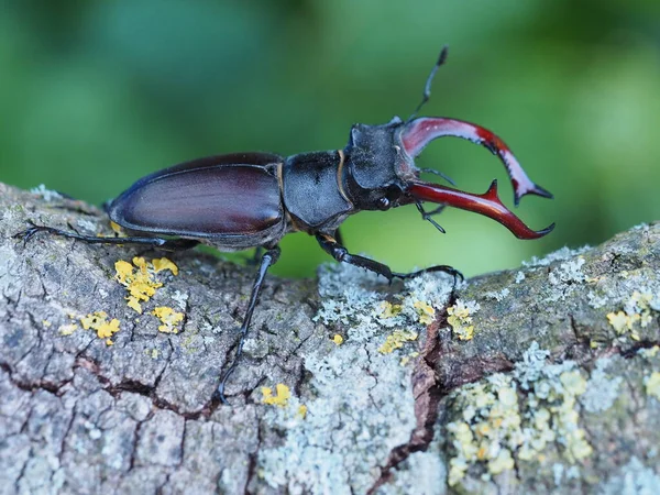 Close Bug Natureza Selvagem — Fotografia de Stock