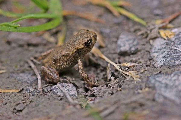 Pequeño Joven Toad Común Bufo Bufo Justo Después Metamorfosis — Foto de Stock