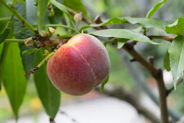 Vegetarisk Mat Selektivt Fokus – stockfoto