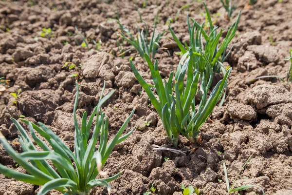 Organiczna Cebula Wiosenna Ogrodzie Zdrowa Żywność Warzywna — Zdjęcie stockowe