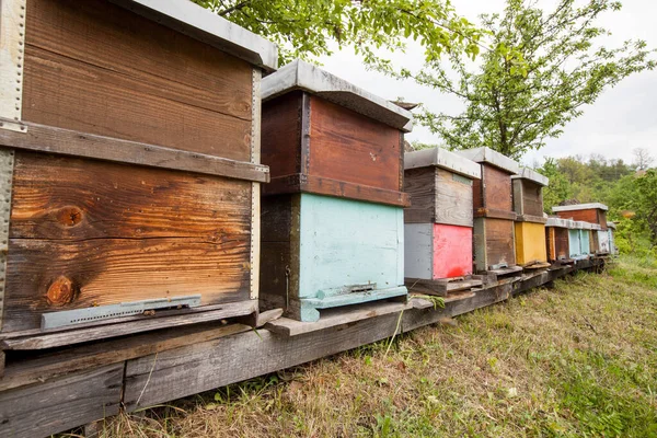 Вулиці Пасіці Бджоли Готові Меду Весняний Сезон — стокове фото