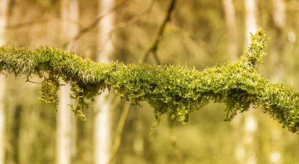 Macro Shot Una Ramita Musgosa Cubierto Ambiente Cálido Bosque Borroso — Foto de Stock
