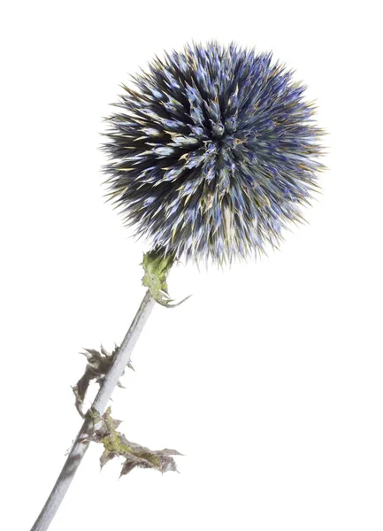 Suszony Niebieski Ostu Kwiat Zbliżenie Biały Plecy — Zdjęcie stockowe