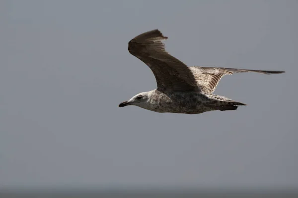 Jonge Zilvermeeuw Vlucht Noordzee — Stockfoto