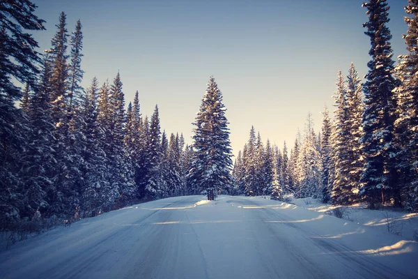 Tree Standing Alone Middle Small Narrow Forset Road Covered Snow — Stock Photo, Image