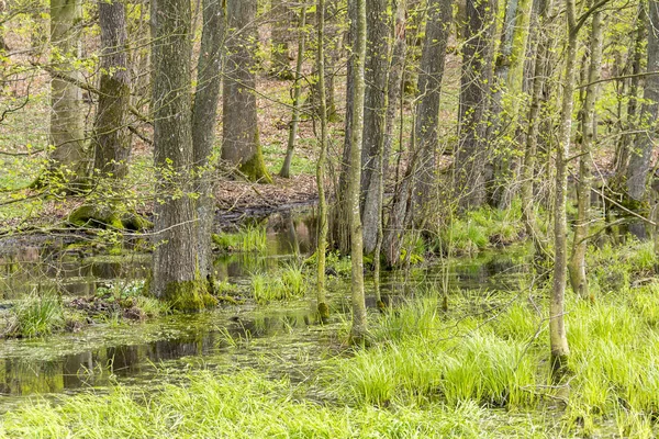 Sumpflandschaft Einem Wald Zur Frühlingszeit — Stockfoto