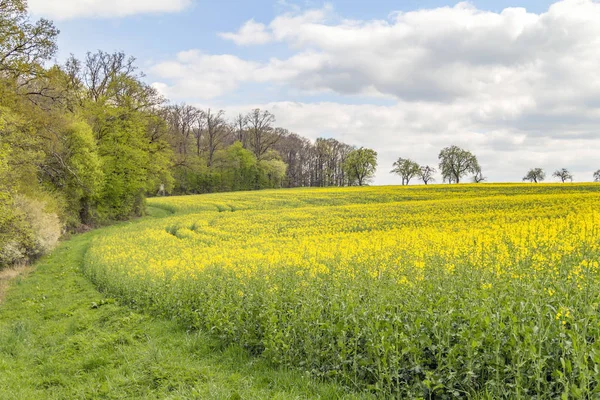 Pole Żółty Kwitnienia Rzepaku Czasie Wiosny Wiejskiej Atmosferze — Zdjęcie stockowe
