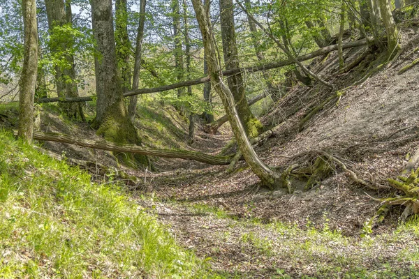 Baharda Düşen Ağaçlarla Aydınlatılmış Güneşli Orman Manzarası — Stok fotoğraf