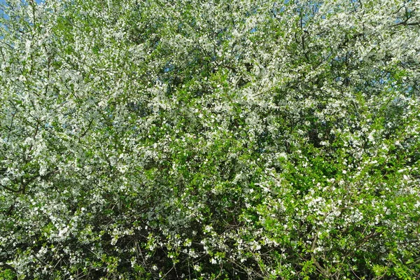Albero Primaverile Flora Fogliame — Foto Stock