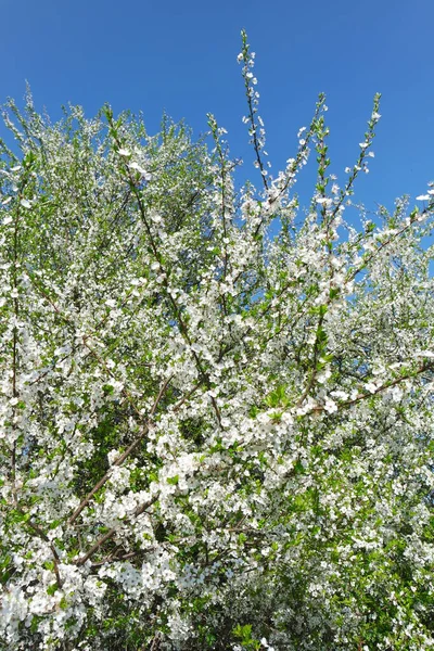 Frühlingsbaum Flora Und Laub — Stockfoto