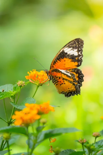 Schöner Schmetterling Auf Bunten Blume Natur Hintergrund — Stockfoto