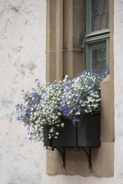 Lavendel Blommor Vas Väggen — Stockfoto